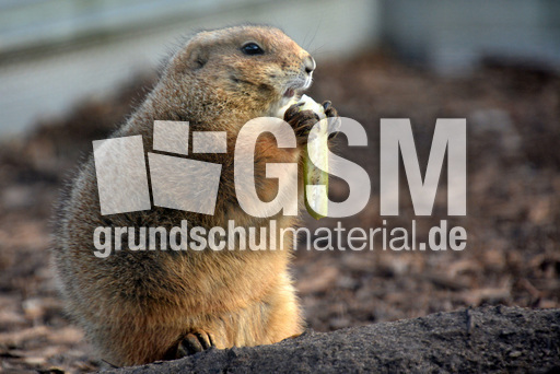 Präriehund (11).jpg